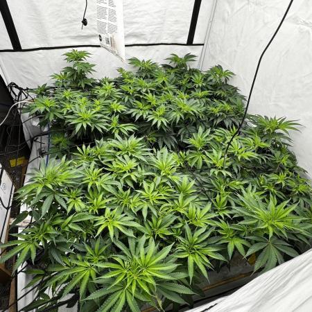 Another one ; 3 strain Run