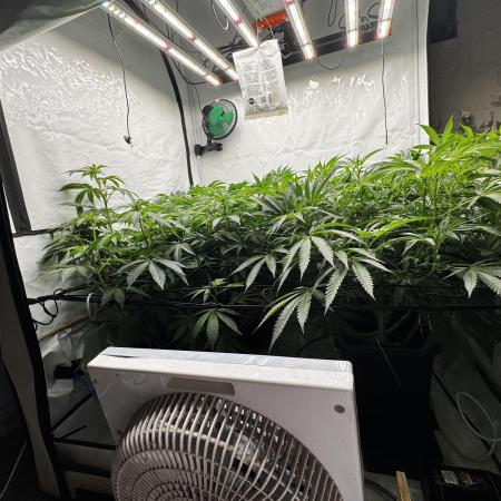 Another one ; 3 strain Run