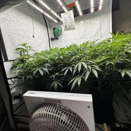 Another one ; 3 strain Run