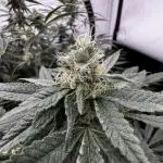 Another one ; 3 strain Run