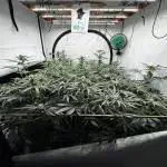 Another one ; 3 strain Run