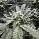 Another one ; 3 strain Run