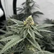 Another one ; 3 strain Run