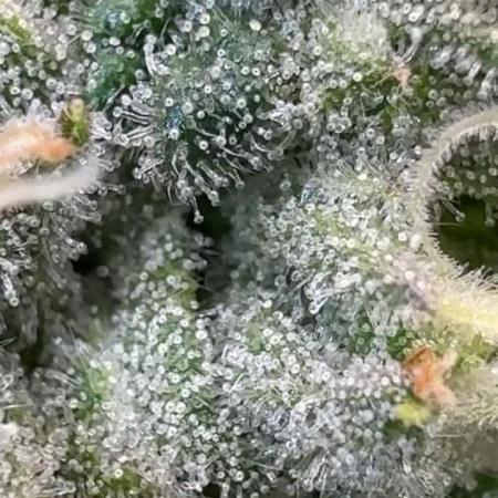 Another one ; 3 strain Run