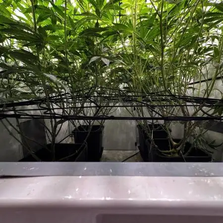 Another one ; 3 strain Run