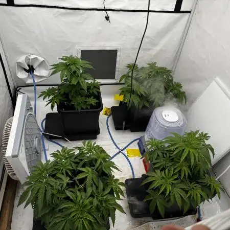 Another one ; 3 strain Run