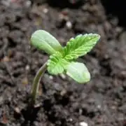 3 Jamaica Dream CBD  Strain Machine Sticktlez