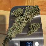 Blackberry Moonrocks Auto