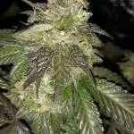 Ozone Co. Indica seed found in bud
