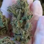 New Strains Fast buds