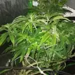 Old man got game! Green thumb!