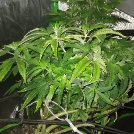 Old man got game! Green thumb!