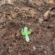 NLX diamond autoflower