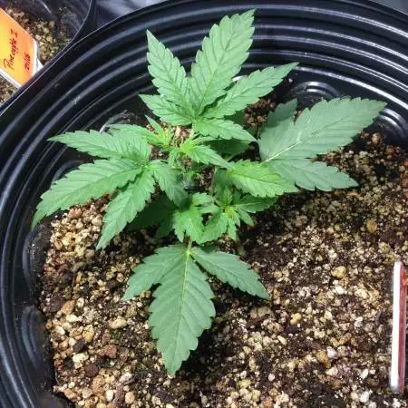 First Run - Pineapple Express