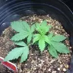First Run - Gorilla Glue Auto