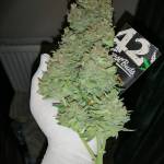 (Fastbuds Gorilla Cookies Auto)