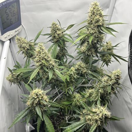 Skywalker