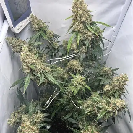 Skywalker