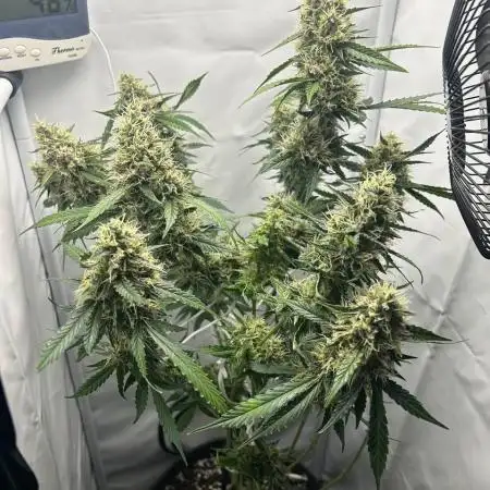 Skywalker