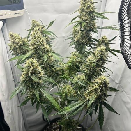 Skywalker