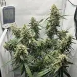 Skywalker