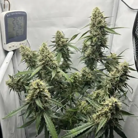 Skywalker