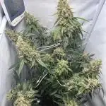 Skywalker