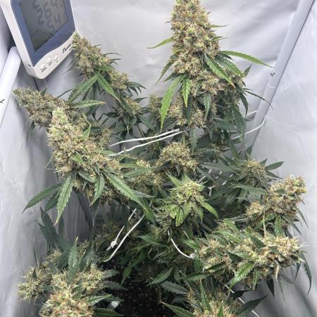 Skywalker