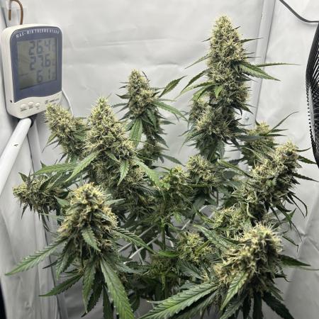 Skywalker