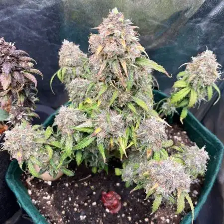 Bulk Buddy