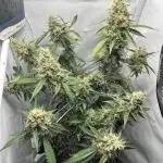 Skywalker