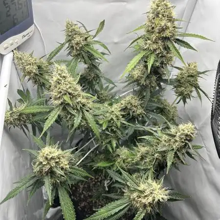 Skywalker