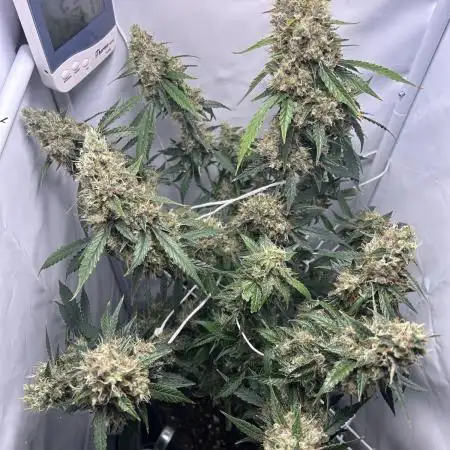 Skywalker