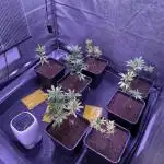 Grapeshot & Gunpowder // TEKNOGROW Cuts