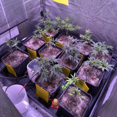 Grapeshot & Gunpowder // TEKNOGROW Cuts