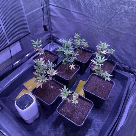 Grapeshot & Gunpowder // TEKNOGROW Cuts