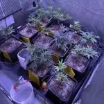 Grapeshot & Gunpowder // TEKNOGROW Cuts