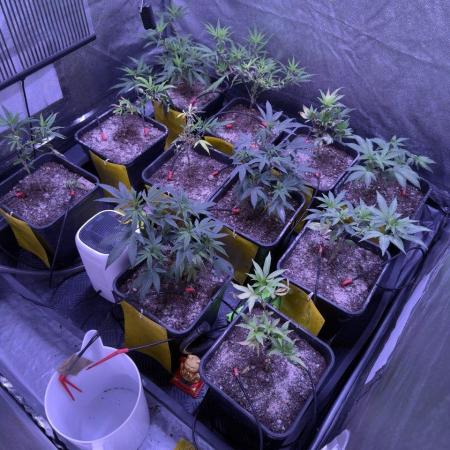 Grapeshot & Gunpowder // TEKNOGROW Cuts