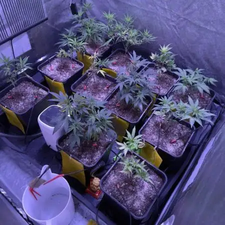 Grapeshot & Gunpowder // TEKNOGROW Cuts