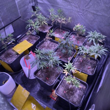 Grapeshot & Gunpowder // TEKNOGROW Cuts