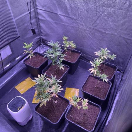 Grapeshot & Gunpowder // TEKNOGROW Cuts