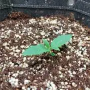 Mephisto - Creme De La Chem 3x - Roi