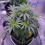 Durban Poison CLONE