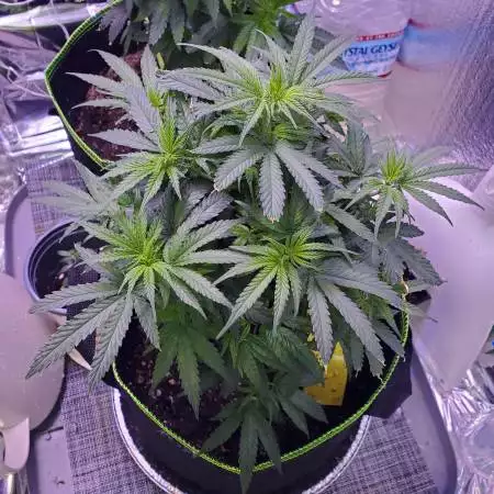 Durban Poison CLONE