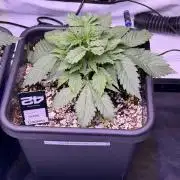 Gorilla Cookies Auto