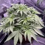 Sour HubbaBubba Haze-Mephisto Bonus
