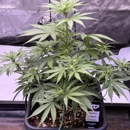Lemon Cherry Cookies Auto-Fastbuds
