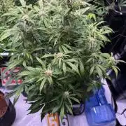 Rainbow Sundae 11-Mephisto Genetics