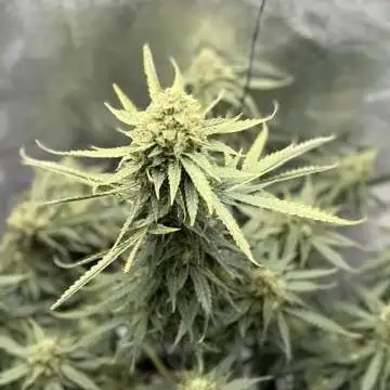 Bramley's Beast-Mephisto
