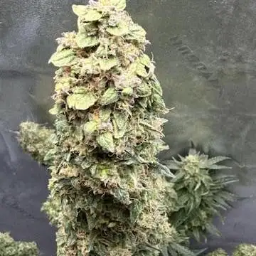 Bramley's Beast-Mephisto